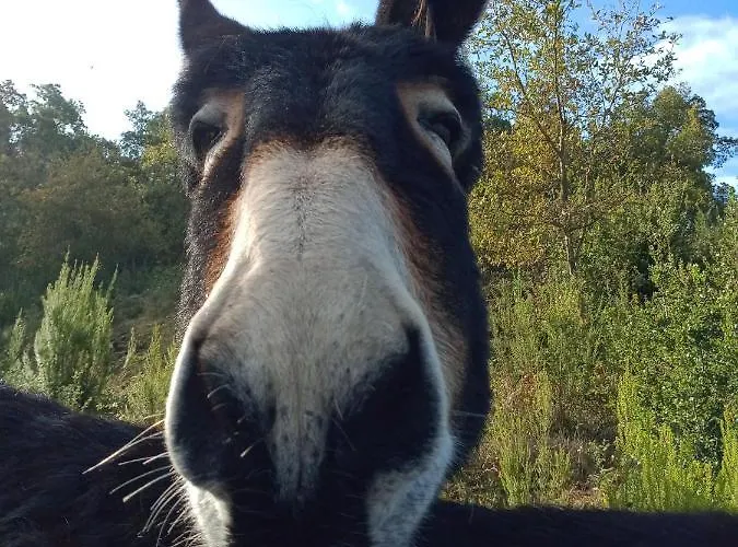 Affittacamere Casa Do Vale Cabo Olival